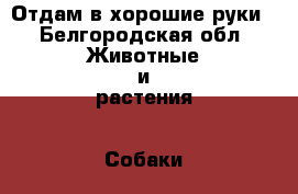 Отдам в хорошие руки - Белгородская обл. Животные и растения » Собаки   